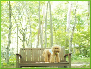 ȃrB̃^OtACtȂƃTCho[̂ɂȂ