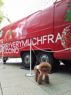 �X�^�o �J�[�ƈꏏ��