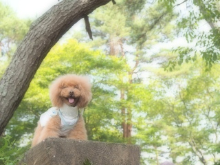 �R���ΔȂł��@����Fran����ł��͂�💗