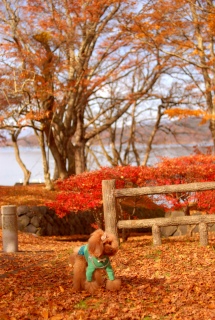 �R���ΔȂ̍g�t�̒���Fran����ł��͂�💛�R���΂̍g�t���Y�킾�ˁ`