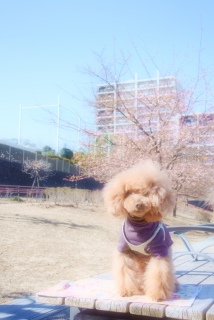 ͒ÍobNɁ`Franł͂💖