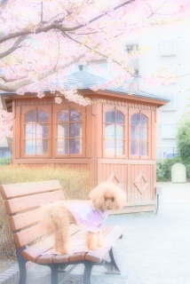 t`Franł͂💖