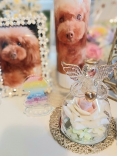 FranƓVg🧚‍️