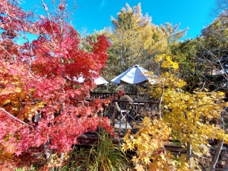 fVAŃVC}XJbgHׂĂł܂c😄