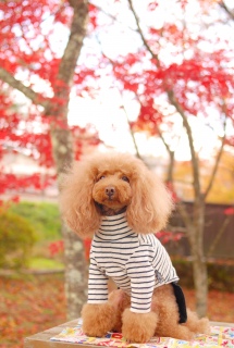 ^Ԃȍgt̒łFranł͂💓