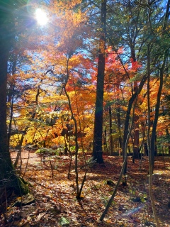 ܂ʐ^😆n̐lȂł͂̌F