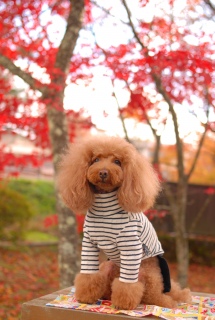 ͌΂̍gtFranł͂💛