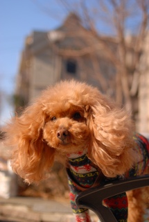 2013�N�̍�����Fran����ł��͂�💛