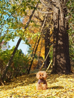 ��ǂ̖؂̉��ł�Fran����ł��͂�💓