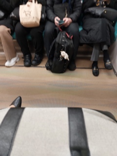 ���c�}�����