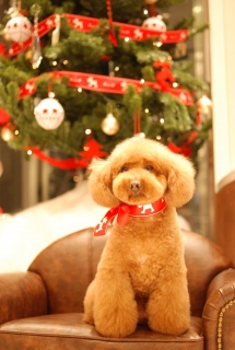 �N���X�}�X�c���[�̑O�ł̂ۂ������Fran����ł��͂�💓