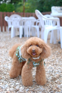 �y���̃h�b�O�����ł��@����Fran����ł��͂�💓