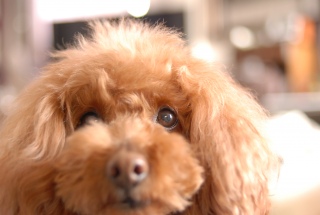 �ڂ��ڂ�������Fran����ł��͂�💓