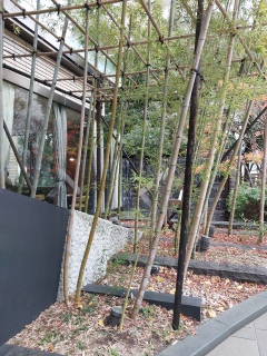 �W���Ŋ���J�n�p�����āA����H�]�񂾂́H�ƁA�A�����Ă��܂���😂