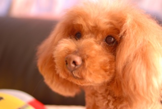 ������Ă�Fran����ł��͂�💓