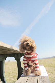 �}�U�[�q��ŋ�����߂�Fran����ł��͂�💓