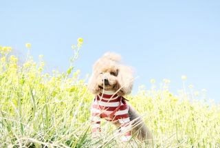 �؂̉Ԕ��ł܂Ԃ�������Fran����ł��͂�💓