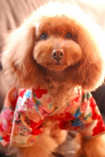 �������p�̂e����������ł��͂�💓