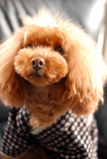 �V�b�N�Ȃ������p�ł�Fran����ł��͂�💓