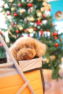 ����ȃL�����[�ɂ������Ă����̂ˁ`�̂e����������ł��͂�💓