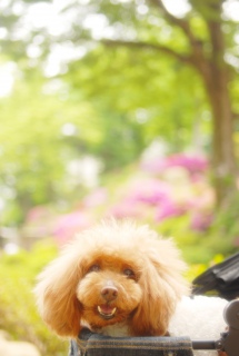 ���Ð_�Ђł�Fran����ł��͂�💓