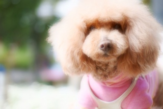 �ӂ�ӂ��Fran����ł��͂�💓