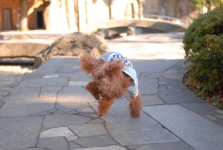 �_���X���Ă�Fran����ł��͂�💓