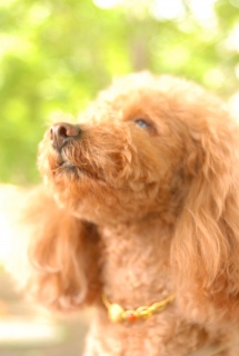 ������グ�Ă���Fran����ł��͂�💓