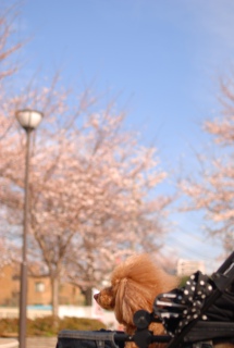 �J�[�g������ӏ܂�Fran����ł��͂�💓