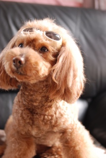 �S�[�O�����Ă�Fran����ł��͂�💓