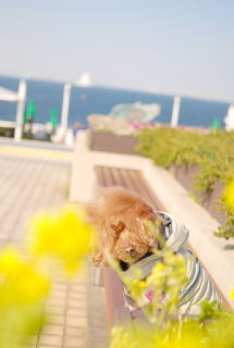 �C�ق���ł����������̕������Ă���Ă�̂Ƀw�A�[�Ɏז����ꂿ�����Fran����ł��͂�💓