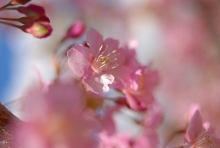 ���N�̉ԕ��͂������ł���B�B�Ƃ���������Ă����ǁA�͂��I���̒ʂ�ŁA�A�������A���N�͉ԕ��ɕ����܂������B