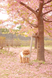 �s���N�̐��E�̒���Fran����ł��͂�💓