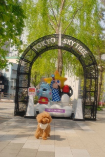 �����X�J�C�c���[�ł�Fran����ł��͂�💓