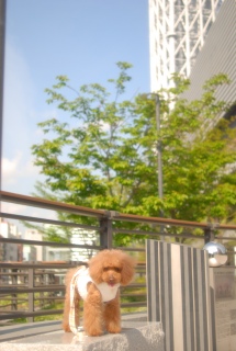 �X�J�C�c���[���o�b�N�Ɂ`��Fran����ł��͂�💓