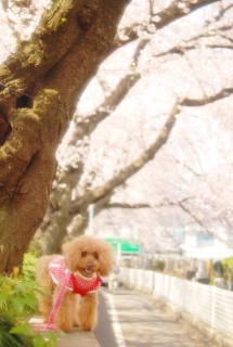 �n�����ƈꏏ��Fran����ł��͂�💓