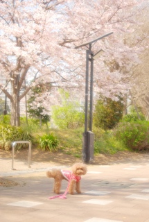 ���J�̍��̉��ł�Fran����ł��͂�💓