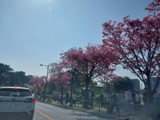 �Ԓ�����̎蔲���̂��Ԍ�🌸�����̍��̓s���N���Z���ˁB