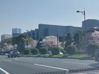 �p����g���O�Y��🌸