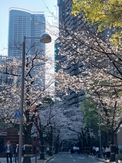 �Z�{�؃q���Y�������Ă���