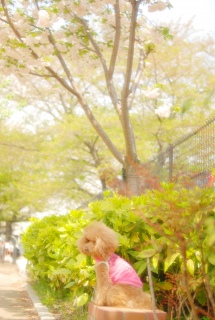 ���傱��Ƃ����肵�āA������Ă�Fran����ł��͂�💓