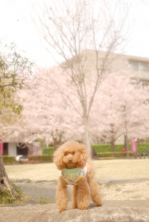 �����o�b�N�Ɂ`��Fran����ł��͂�💓