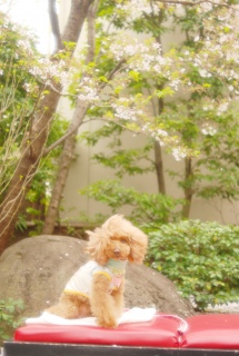 �����o�b�N�ɂ����Ƃ₩�Ȃe����������ł��͂�💓