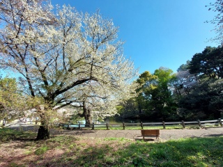 �ߑO���J�Ȃ̂Œ��߂Ă����ǁA���ꂽ�̂ŎԔ�΂��ė�����