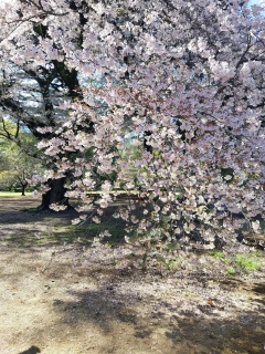 �V�h�䉑�T���͗\�񐧂炵���B