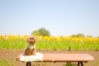 ���a�L�O�����Ń|�s�[���o�b�N�Ɂ`��Fran����ł��͂�💓