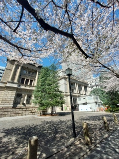 ���N�͋ߏ�̂��Ԍ�🌸