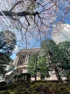 ���{���̍�🌸