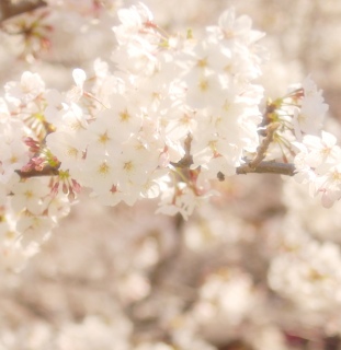 �ߑO���́A�A