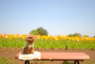 �|�s�[���o�b�N�ɂ�Fran����ł��͂�💓